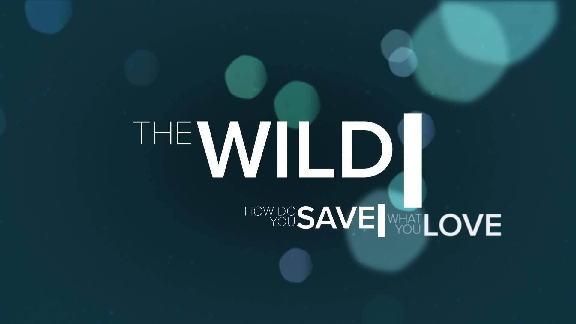 The Wild รีวิวหนัง